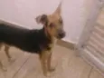 Cachorro raça Vira-lata  (Não sei) idade 7 a 11 meses nome Luck