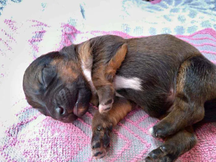 Cachorro ra a Vira lata ( sem raça definida) idade Abaixo de 2 meses nome Marrom macho