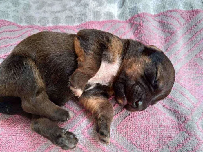 Cachorro ra a Vira lata ( sem raça definida) idade Abaixo de 2 meses nome Marrom macho