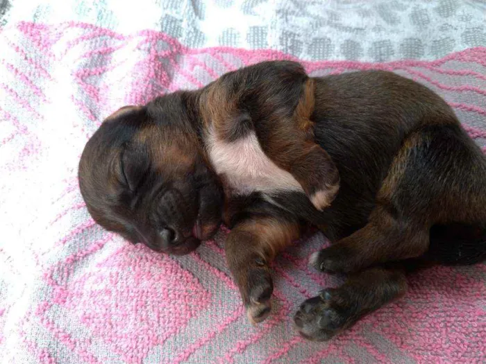 Cachorro ra a Vira lata ( sem raça definida) idade Abaixo de 2 meses nome Marrom macho