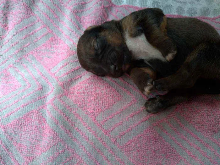 Cachorro ra a Vira lata ( sem raça definida) idade Abaixo de 2 meses nome Marrom macho