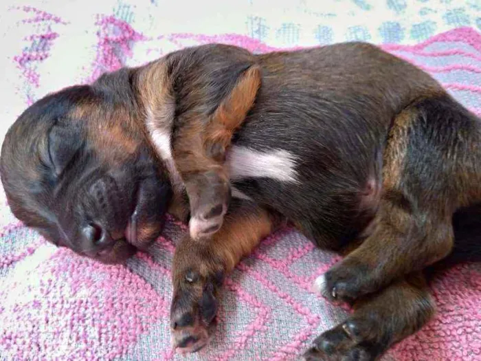 Cachorro ra a Vira lata ( sem raça definida) idade Abaixo de 2 meses nome Marrom macho