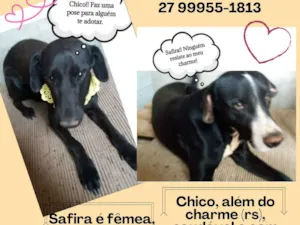 Cachorro raça RND idade 2 anos nome Safira 