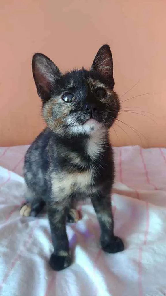 Gato ra a Srd idade 2 a 6 meses nome Liv