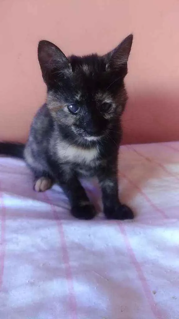 Gato ra a Srd idade 2 a 6 meses nome Liv