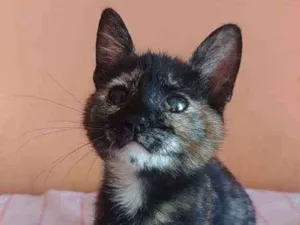 Gato raça Srd idade 2 a 6 meses nome Liv