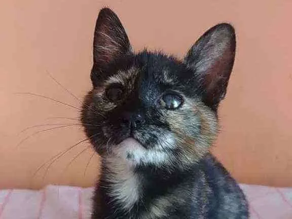 Gato ra a Srd idade 2 a 6 meses nome Liv