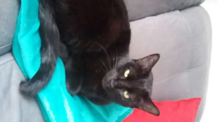Gato ra a SRD-ViraLata idade 2 anos nome sem identificação