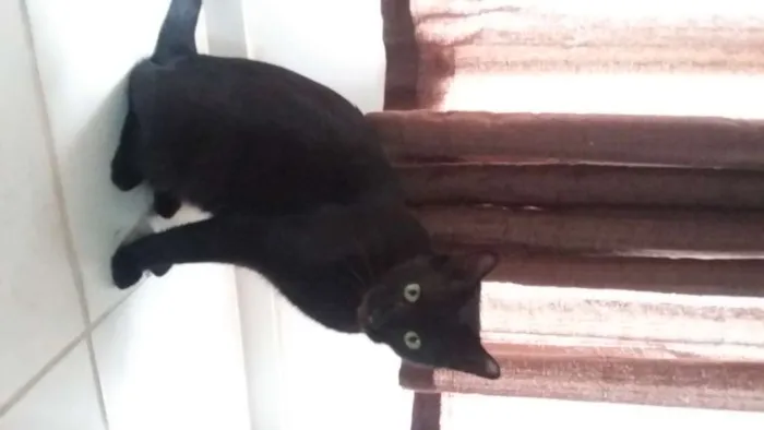 Gato ra a SRD-ViraLata idade 2 anos nome sem identificação