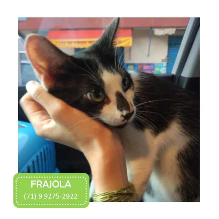 Gato raça SRD-ViraLata idade 7 a 11 meses nome Frajola 