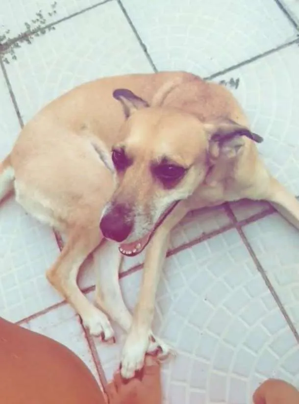 Cachorro ra a SRD-ViraLata idade 4 anos nome Princesa