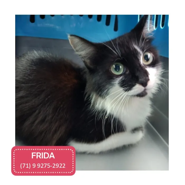 Gato raça SRD-ViraLata idade 1 ano nome Frida