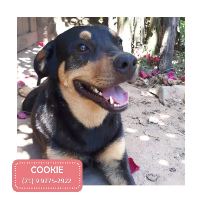 Cachorro ra a SRD-ViraLata idade 2 anos nome Cookie