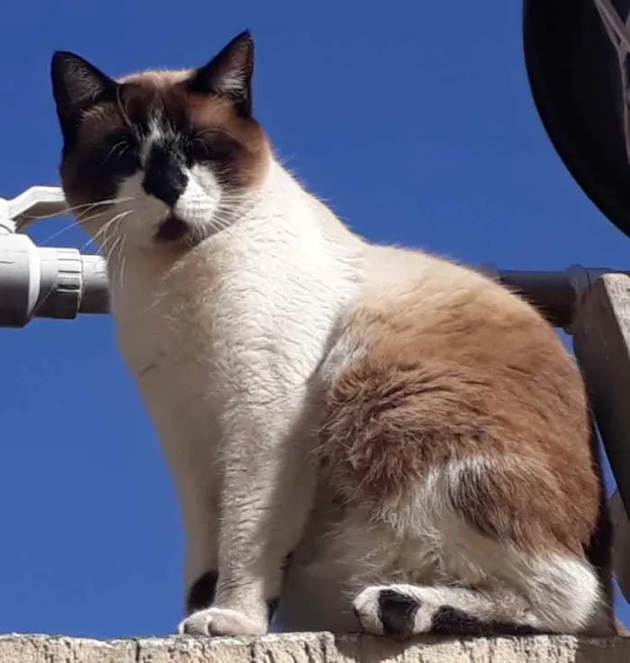 Gato ra a Mestiço de Siamês idade 2 anos nome NINO