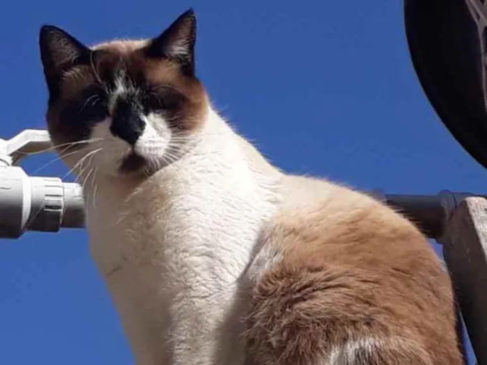 Gato ra a Mestiço de Siamês idade 2 anos nome NINO