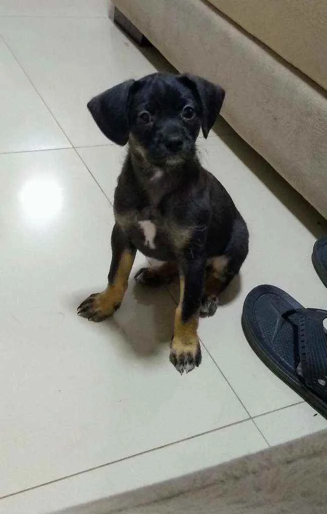 Cachorro ra a Indefinida  idade Abaixo de 2 meses nome Pipoca