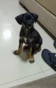 Pipoca