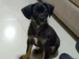 Pipoca