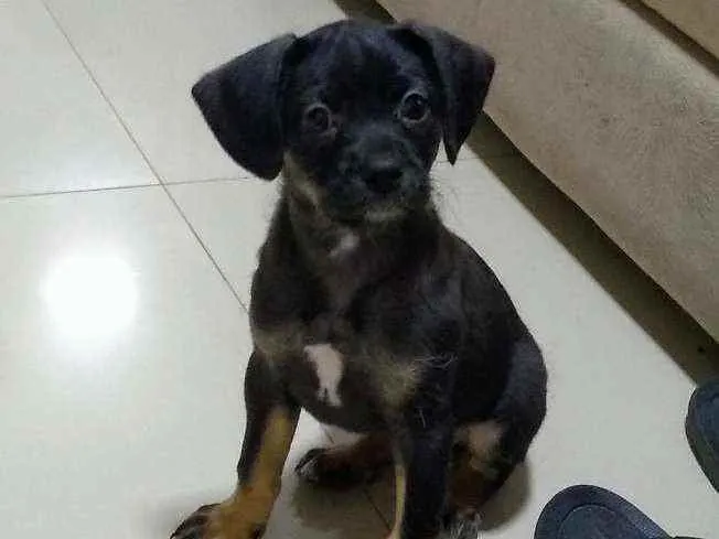 Cachorro ra a Indefinida  idade Abaixo de 2 meses nome Pipoca