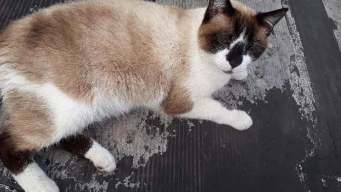 Gato ra a Mestiço de Siamês idade 2 anos nome NINO