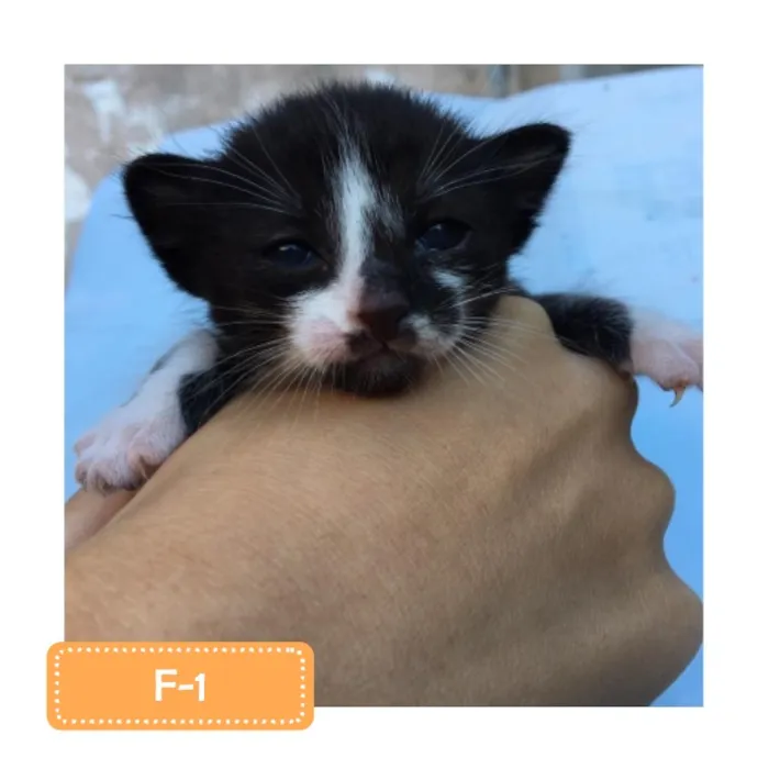 Gato raça SRD-ViraLata idade 2 a 6 meses nome F-1