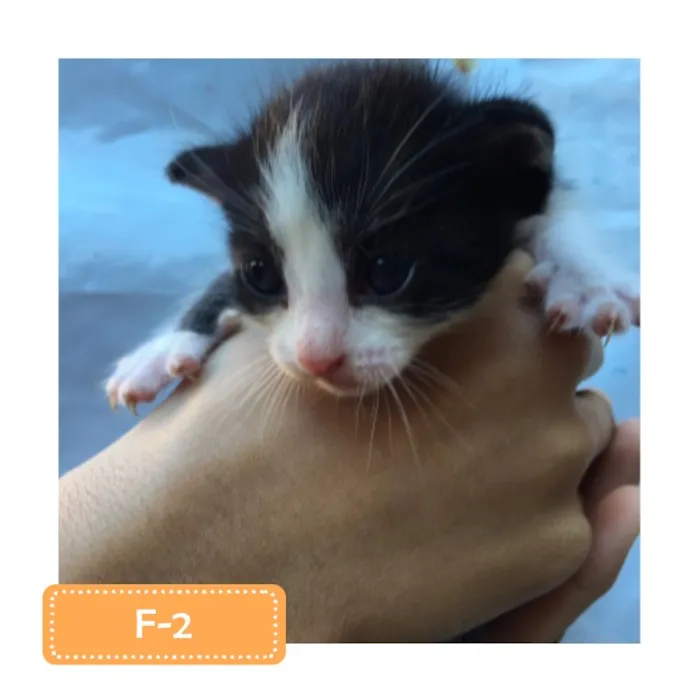 Gato raça SRD-ViraLata idade 2 a 6 meses nome F-2