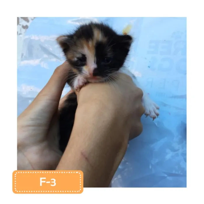 Gato raça SRD-ViraLata idade 2 a 6 meses nome F-3
