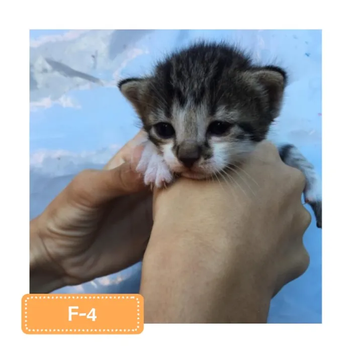 Gato raça SRD-ViraLata idade 2 a 6 meses nome F-5