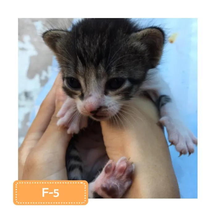 Gato raça SRD-ViraLata idade 2 a 6 meses nome F-5