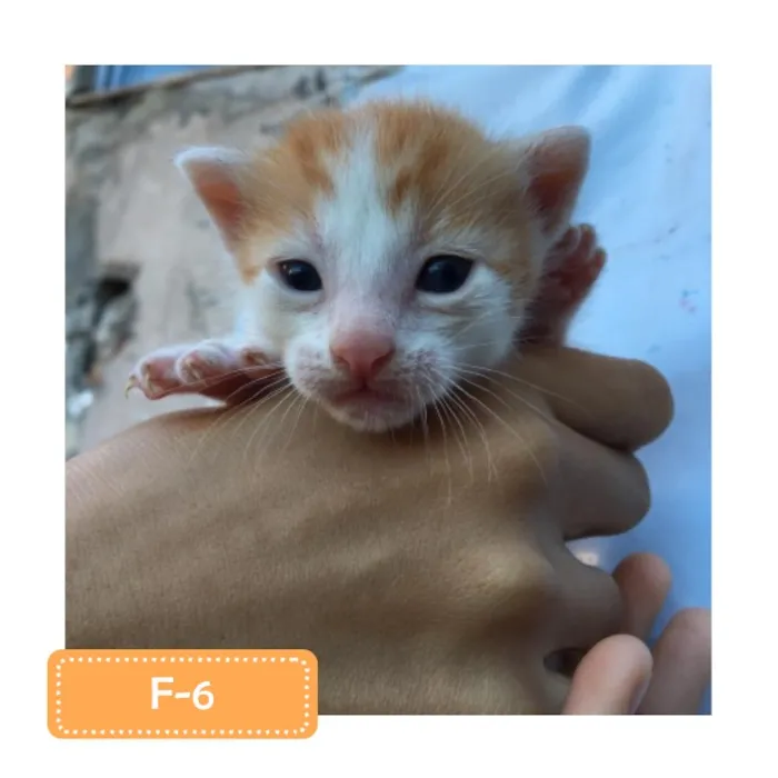 Gato raça SRD-ViraLata idade 2 a 6 meses nome F-6