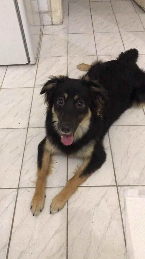Cachorro ra a SRD idade 7 a 11 meses nome Ísis 