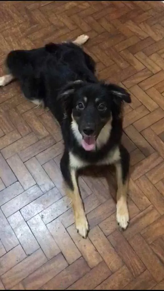 Cachorro ra a SRD idade 7 a 11 meses nome Ísis 