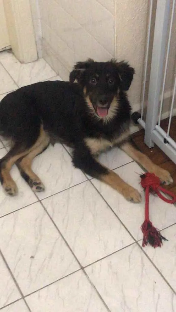 Cachorro ra a SRD idade 7 a 11 meses nome Ísis 