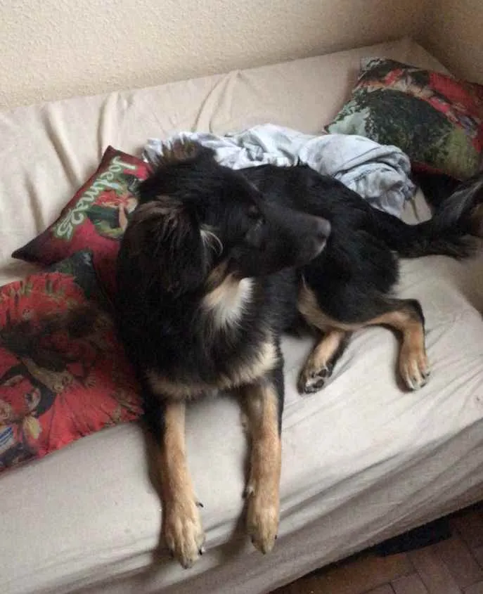 Cachorro ra a SRD idade 7 a 11 meses nome Ísis 