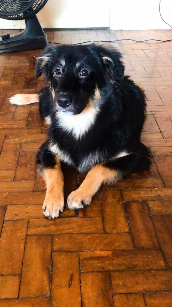Cachorro ra a SRD idade 7 a 11 meses nome Ísis 