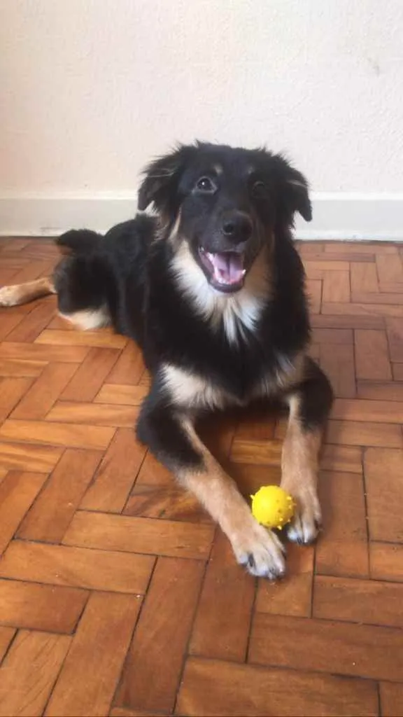 Cachorro ra a SRD idade 7 a 11 meses nome Ísis 