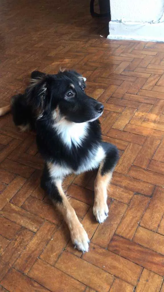 Cachorro ra a SRD idade 7 a 11 meses nome Ísis 