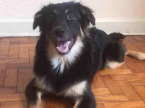 Cachorro raça SRD idade 7 a 11 meses nome Ísis 