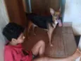 Cachorro raça Vira-lata  (Não sei) idade 7 a 11 meses nome Luck