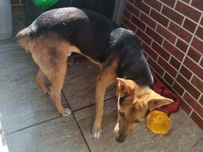 Cachorro raça Vira-lata  (Não sei) idade 7 a 11 meses nome Luck