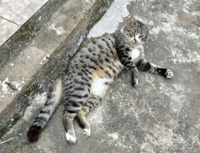 Gato ra a srd idade 1 ano nome Gato dócil