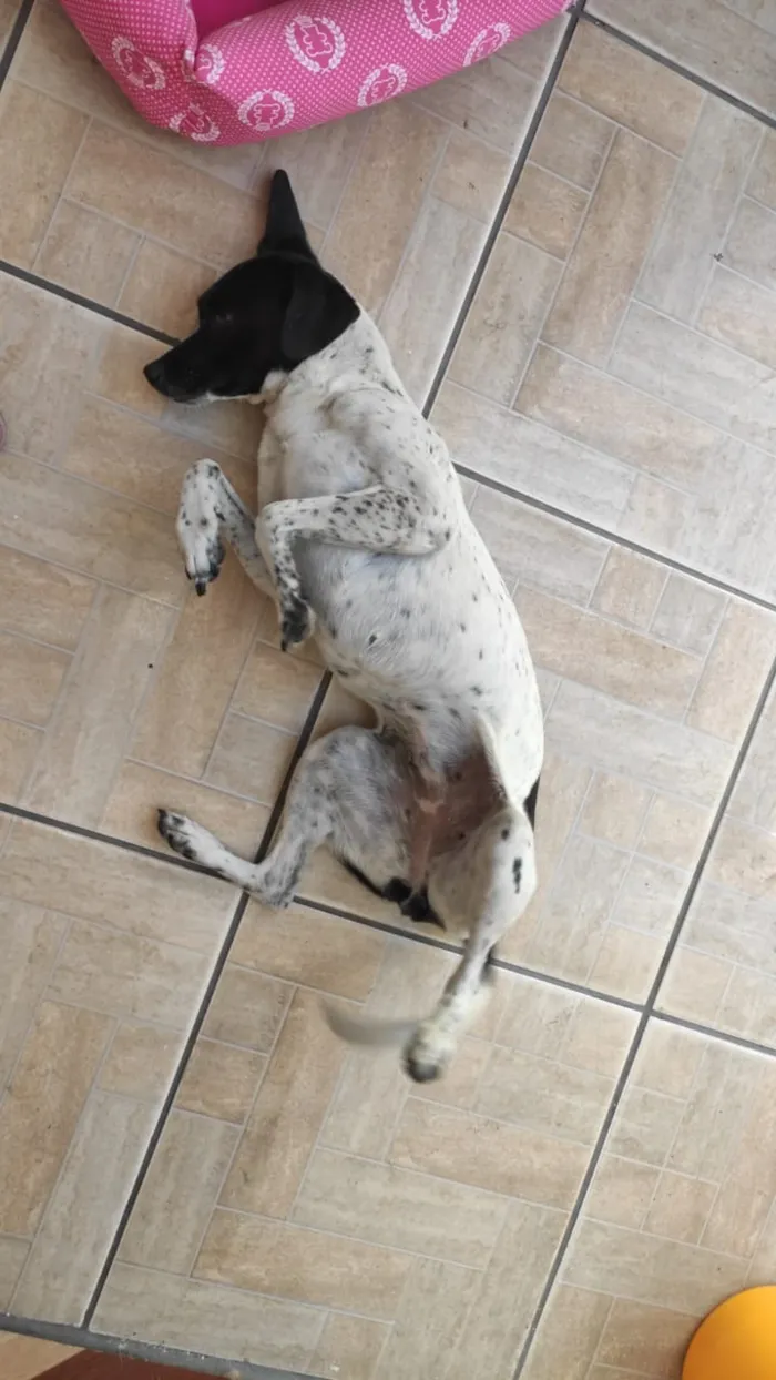 Cachorro ra a Srd idade 2 anos nome Kiara 