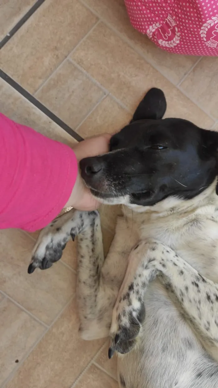Cachorro ra a Srd idade 2 anos nome Kiara 