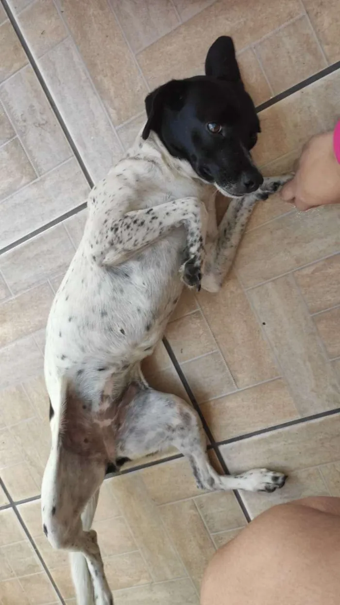 Cachorro ra a Srd idade 2 anos nome Kiara 