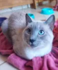 Tomé