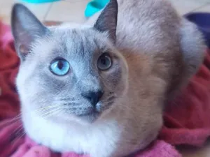 Gato raça srd idade 2 anos nome Tomé