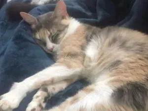 Gato raça SRD idade 1 ano nome Hanna