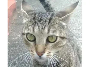 Gato raça SRD idade 1 ano nome Vick