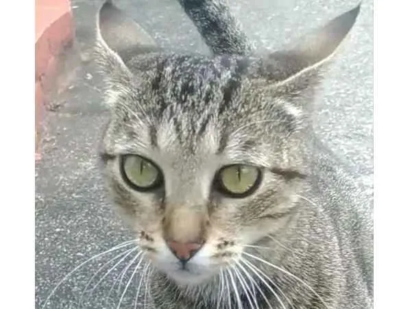 Gato ra a SRD idade 1 ano nome Vick