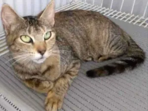 Gato raça SRD idade 1 ano nome Baby